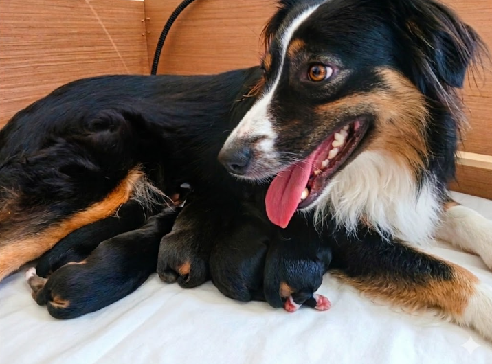 Naissance de nos chiots Berger Américain Miniature ❤