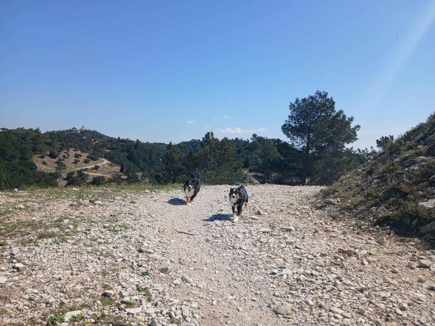 Sport et liberté : nos chiens en action