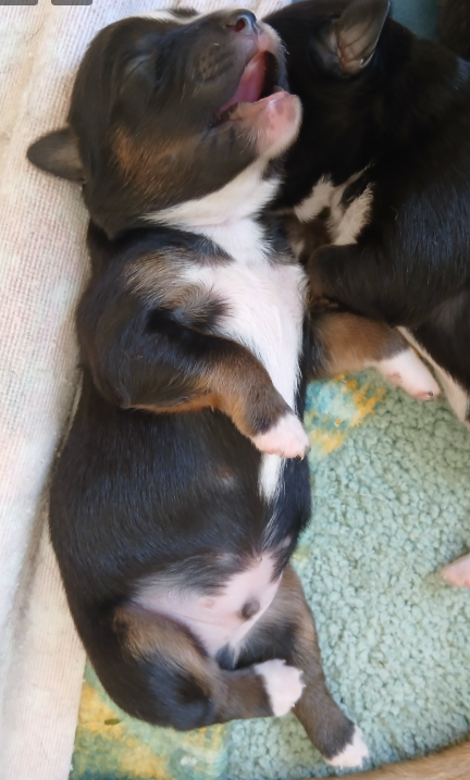 De La Trinite D'alta - Chiots disponibles - Berger Américain Miniature 