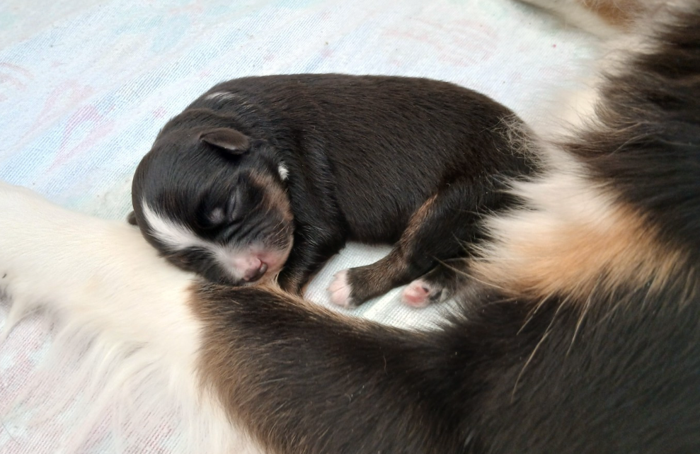 De La Trinite D'alta - Chiots disponibles - Berger Américain Miniature 