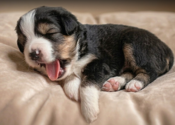 De La Trinite D'alta - Chiots disponibles - Berger Américain Miniature 