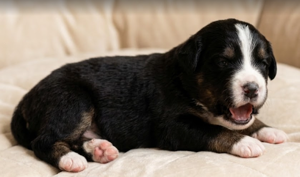 De La Trinite D'alta - Chiots disponibles - Berger Américain Miniature 