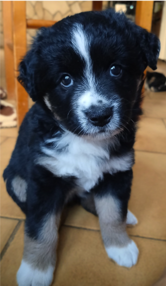 De La Trinite D'alta - Chiots disponibles - Berger Américain Miniature 