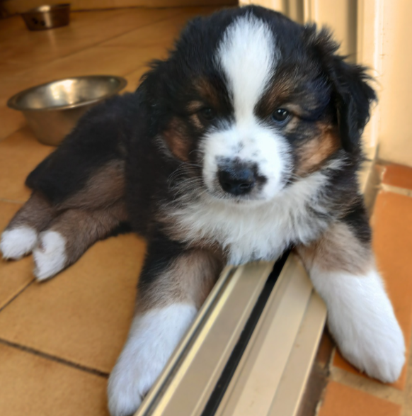 De La Trinite D'alta - Chiots disponibles - Berger Américain Miniature 