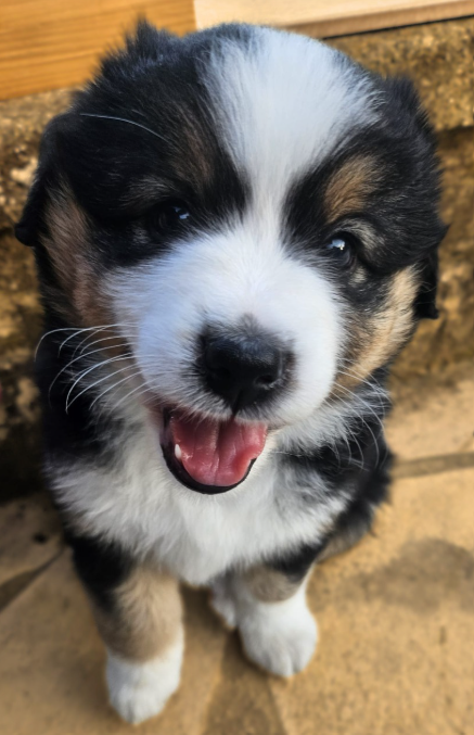 De La Trinite D'alta - Chiots disponibles - Berger Américain Miniature 