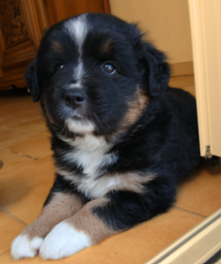 De La Trinite D'alta - Chiots disponibles - Berger Américain Miniature 