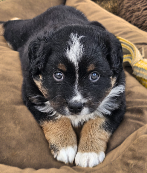 De La Trinite D'alta - Chiots disponibles - Berger Américain Miniature 