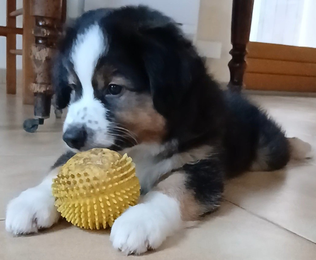 De La Trinite D'alta - Chiots disponibles - Berger Américain Miniature 