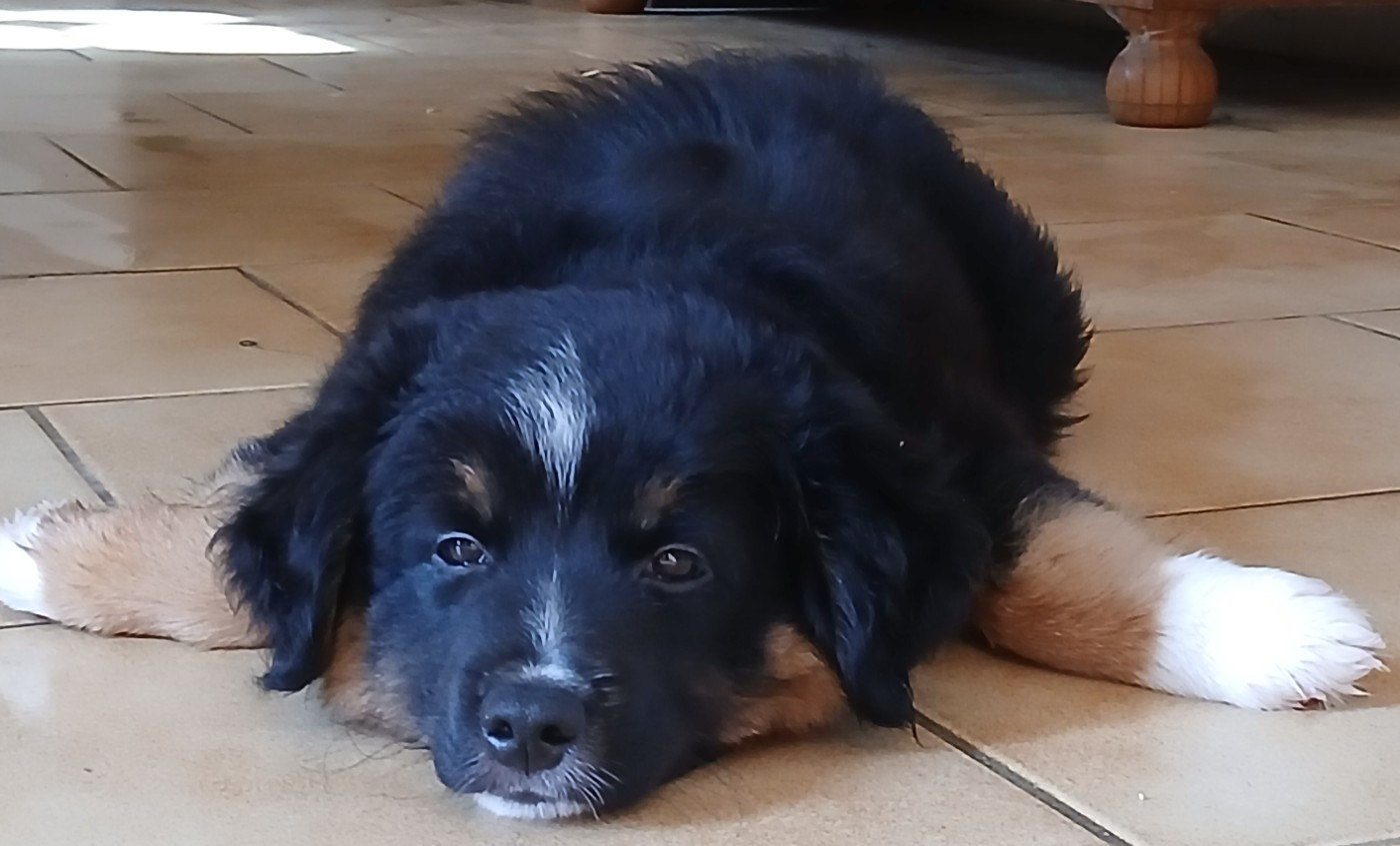De La Trinite D'alta - Chiots disponibles - Berger Américain Miniature 