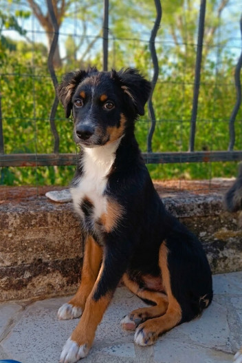 De La Trinite D'alta - Chiots disponibles - Berger Américain Miniature 
