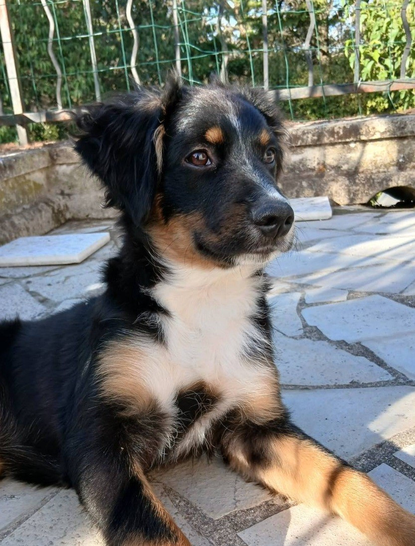 De La Trinite D'alta - Chiots disponibles - Berger Américain Miniature 